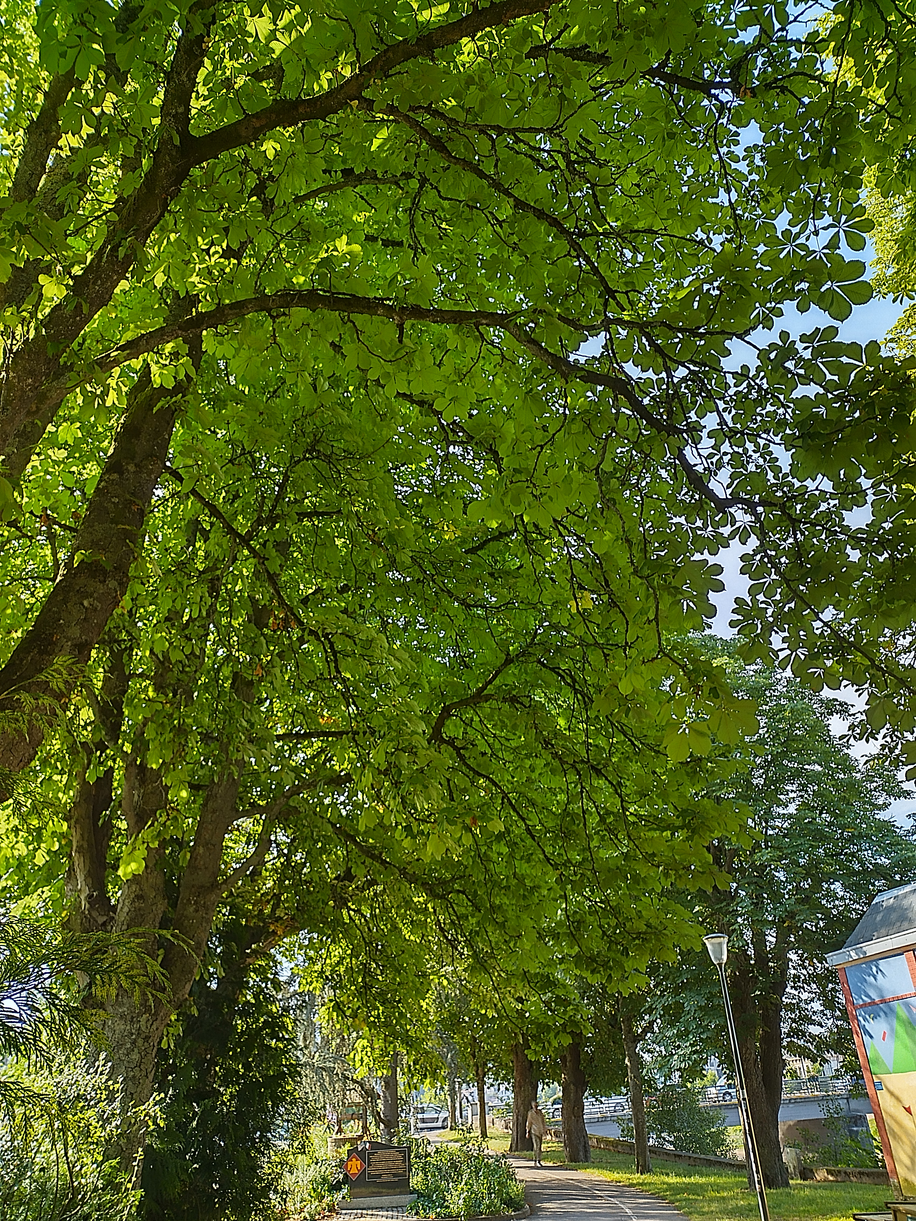La forêt vosgienne face aux changements climatiques